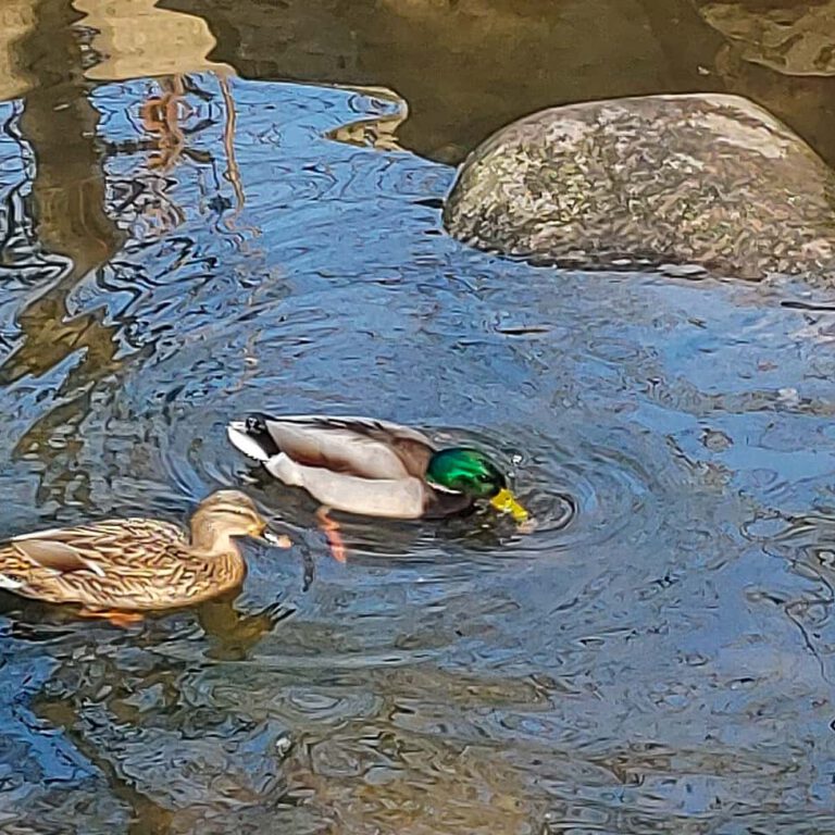 marienquelle_2024-03_1